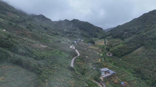 探访下车镇云峰村高峰猕猴桃基地助力乡村特色产业发展